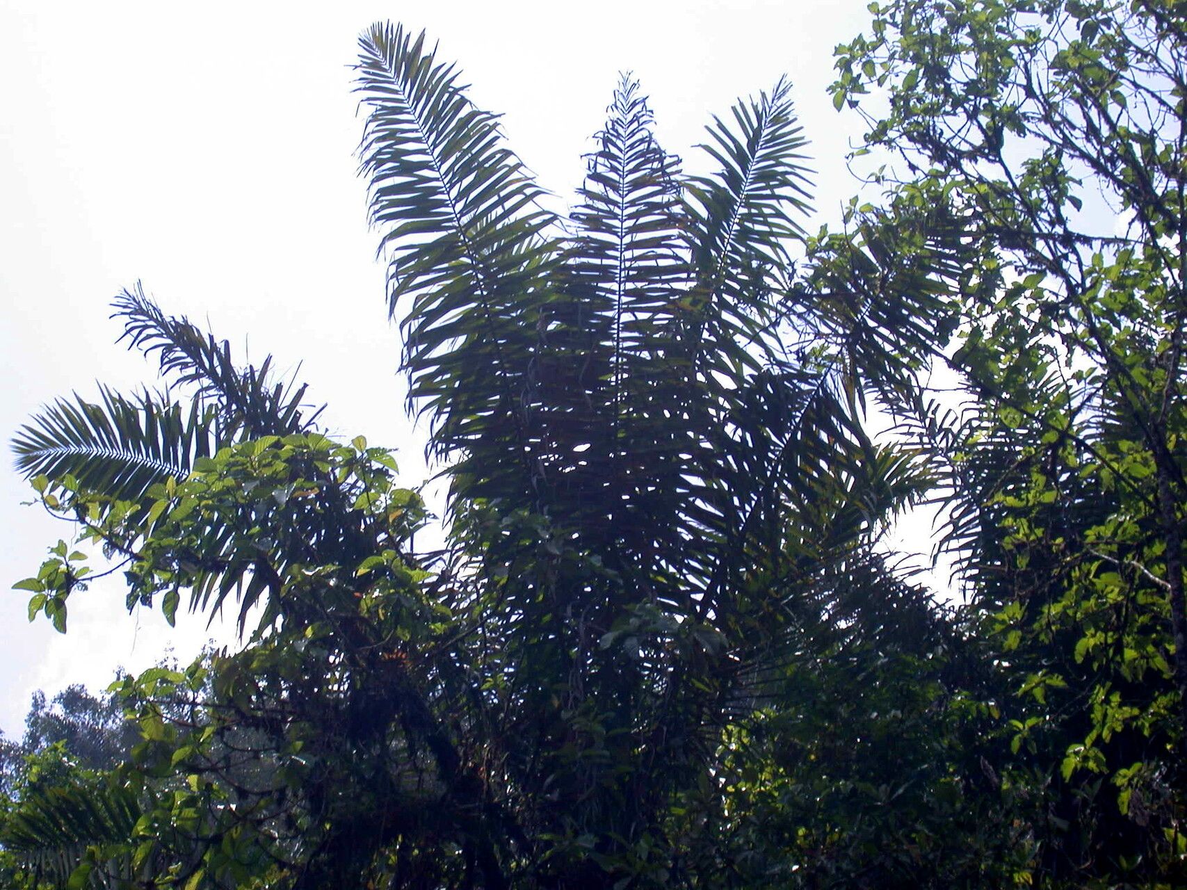 Phytelephas aequatorialis habit