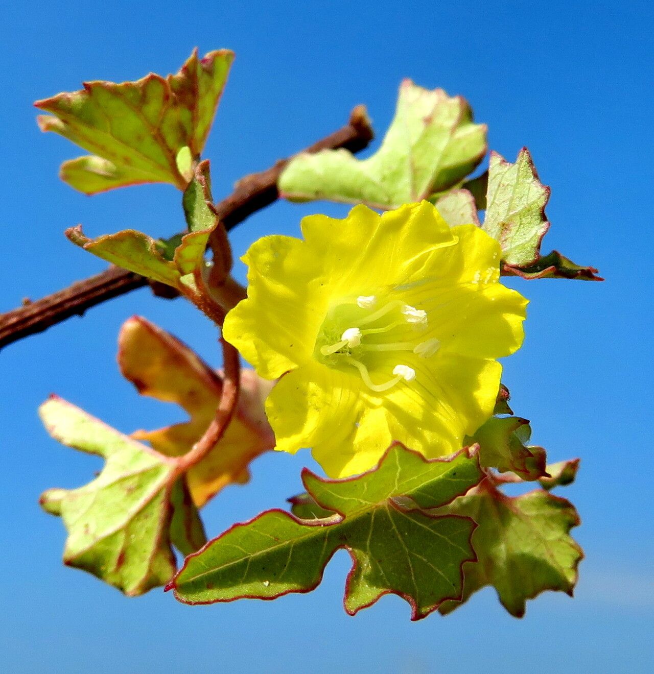 Merremia hederacea — search result for 'Merremia'