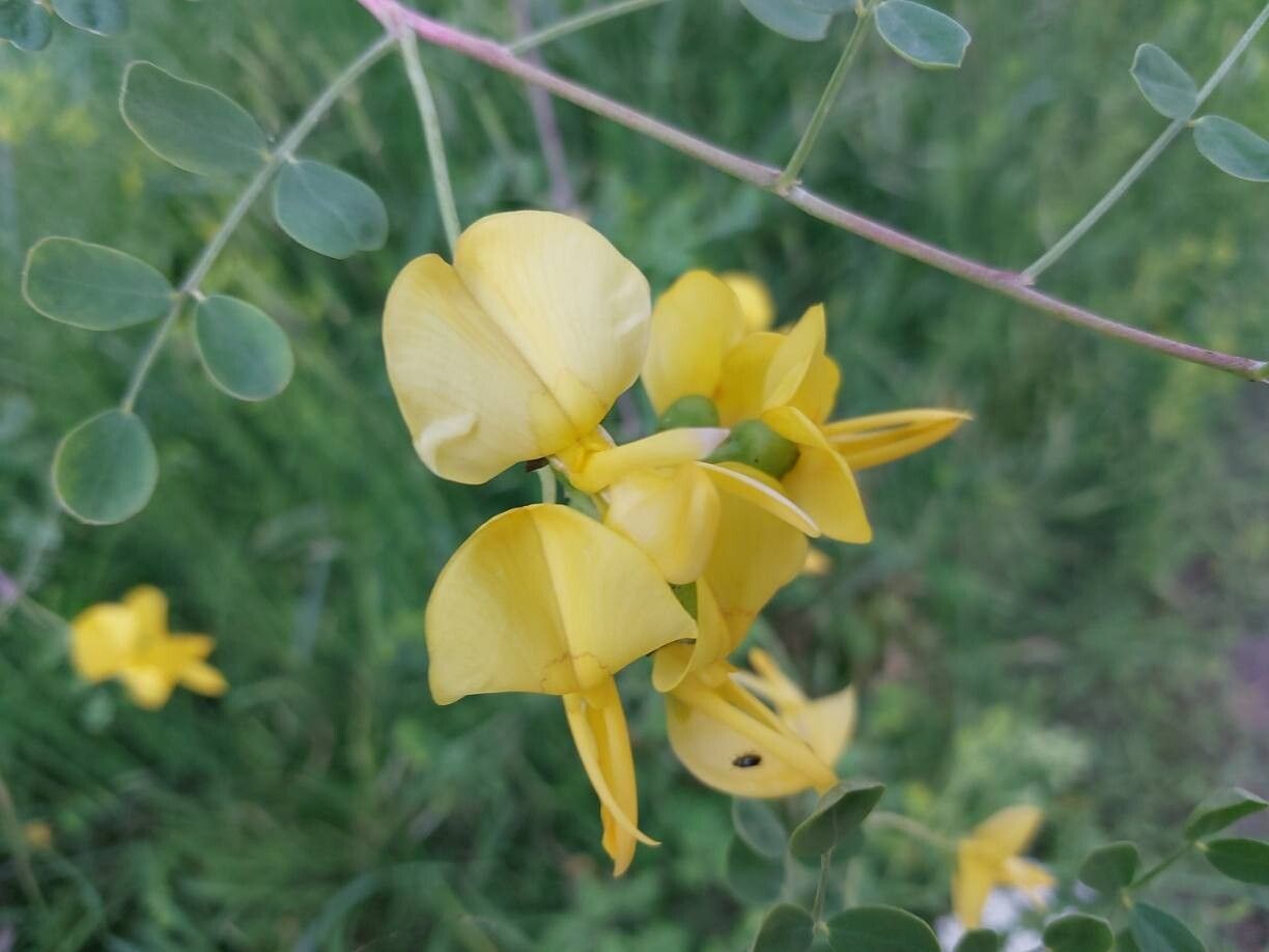 Colutea persica flower