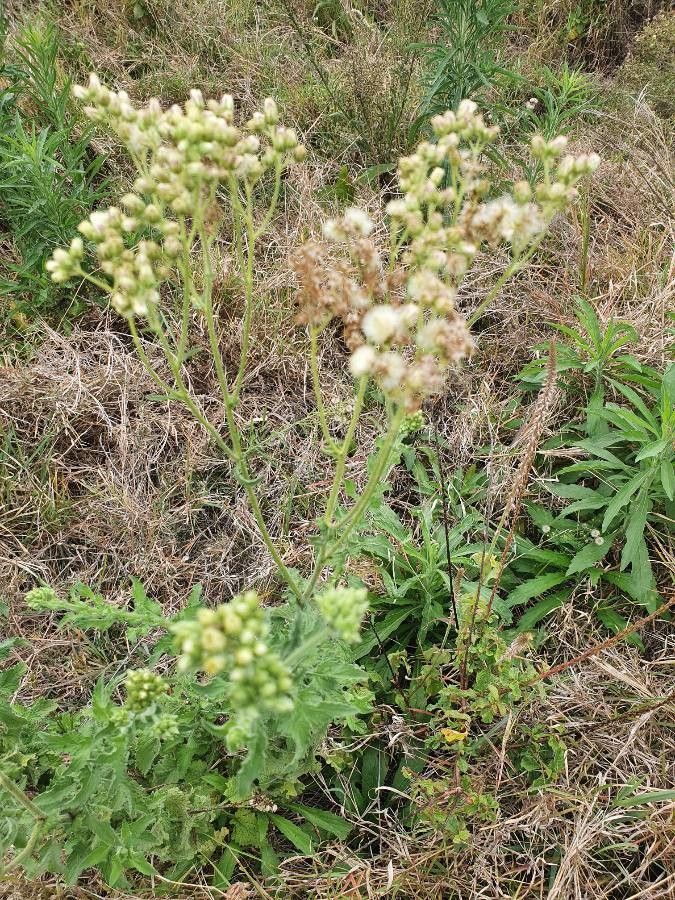 Erigeron steudelii fruit