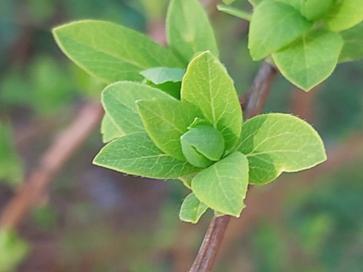 Spiraea canescens — search result for 'Spiraea'