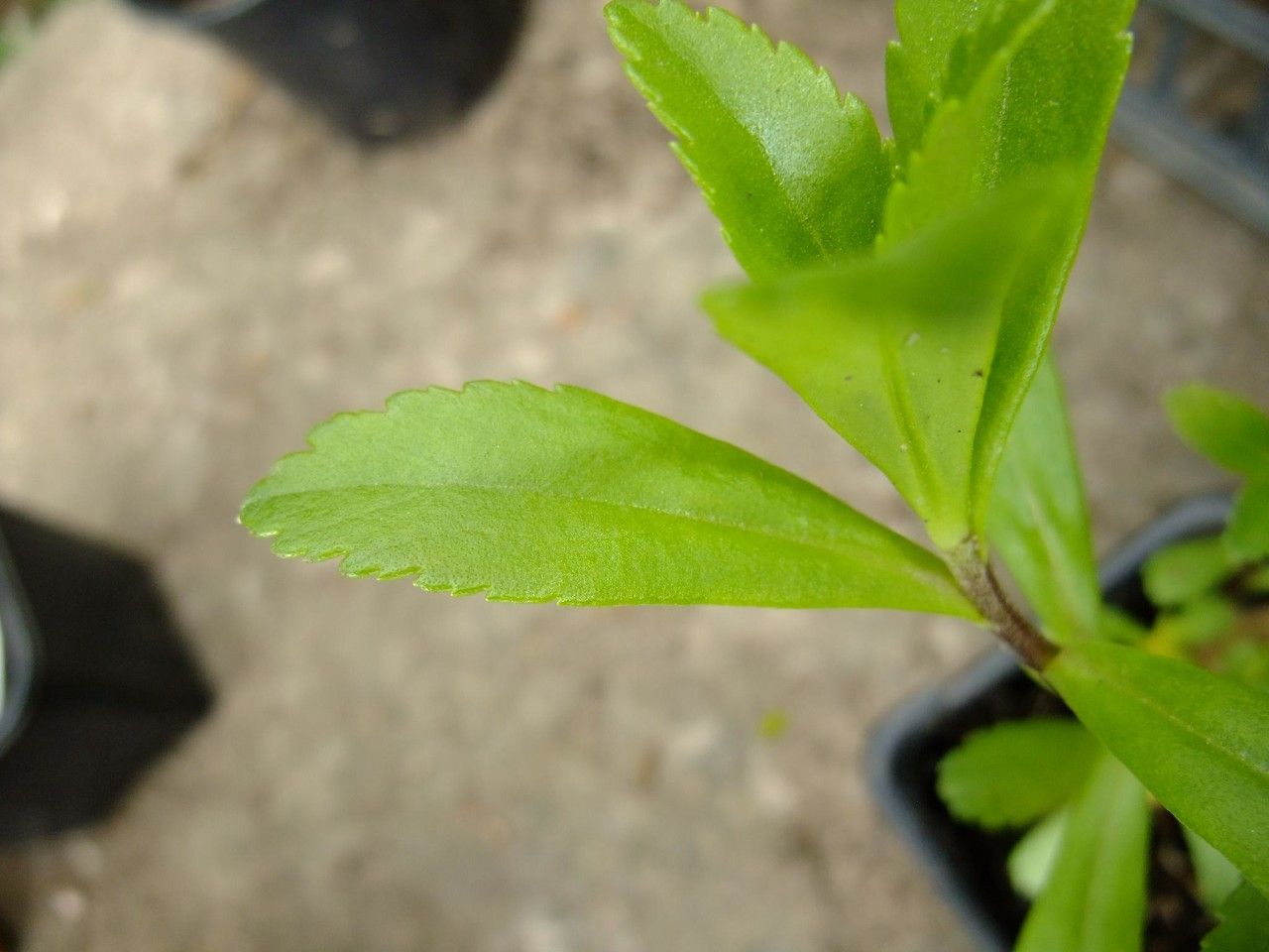 Aster miquelianus — houseplant care guide