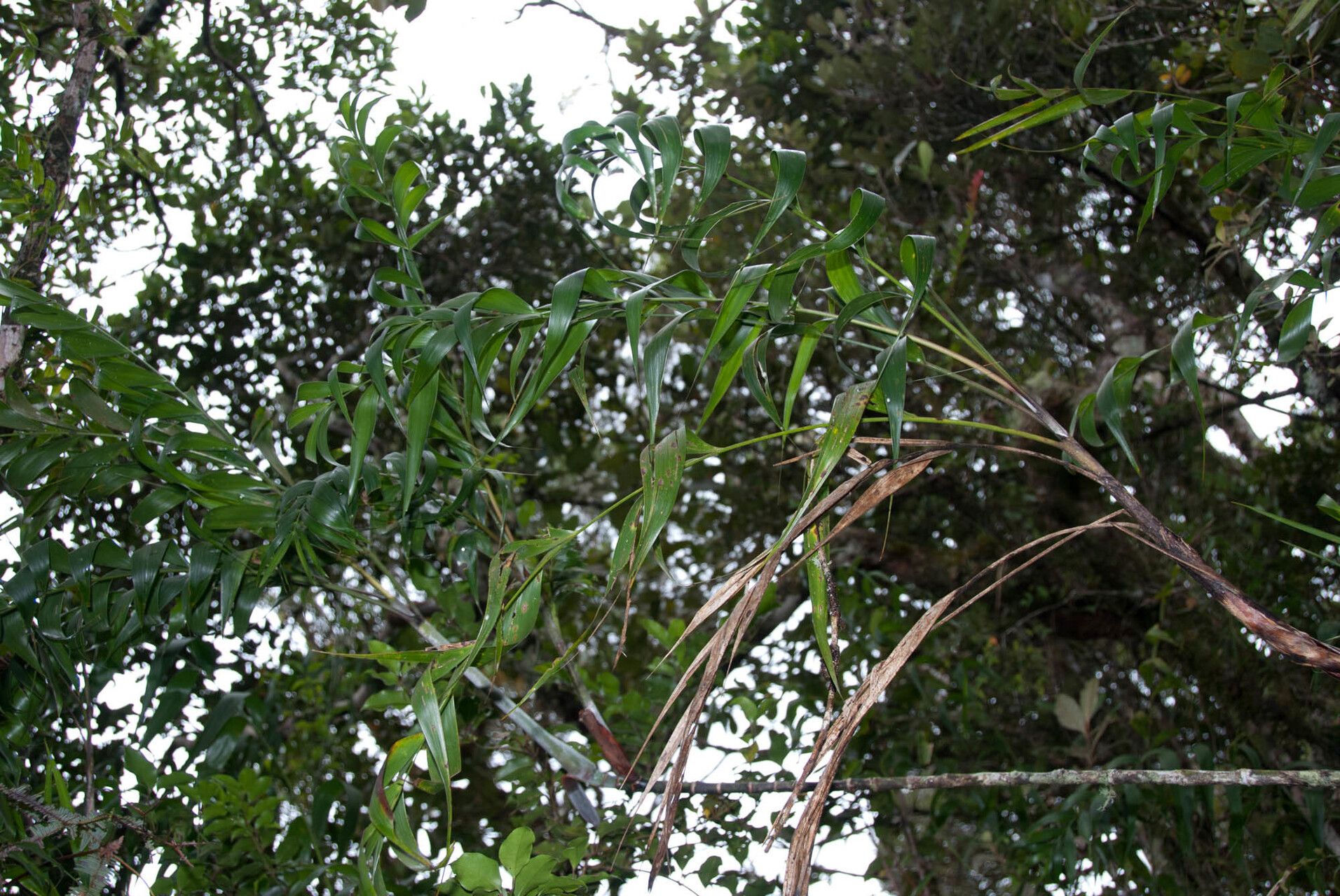 Dypsis andrianatonga — houseplant care guide