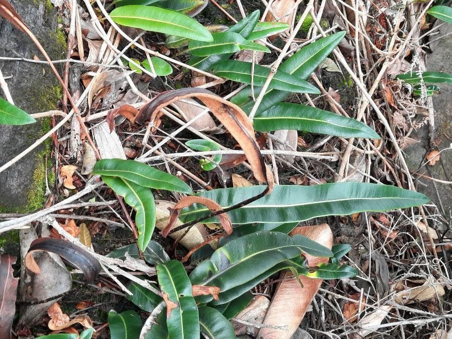 Elaphoglossum lingua flower