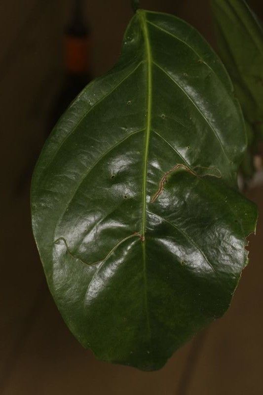 Ormosia coutinhoi leaf