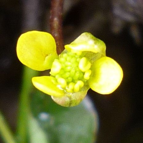 Halerpestes uniflora flower