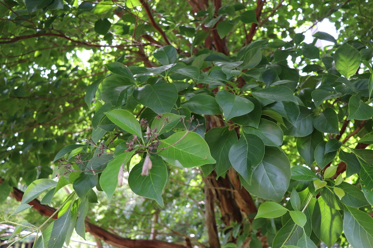 Calycophyllum candidissimum leaf