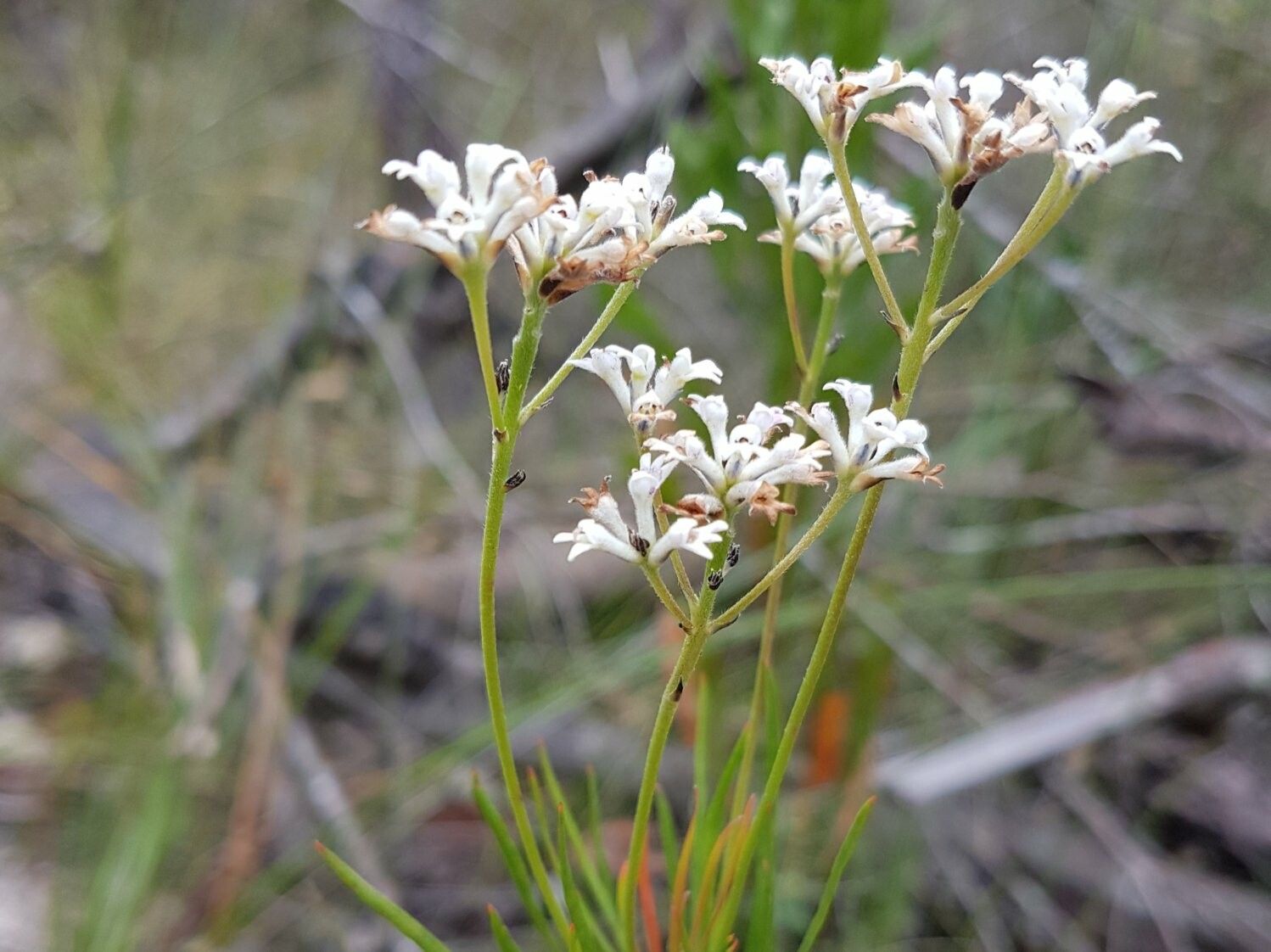 Conospermum ericifolium flower
