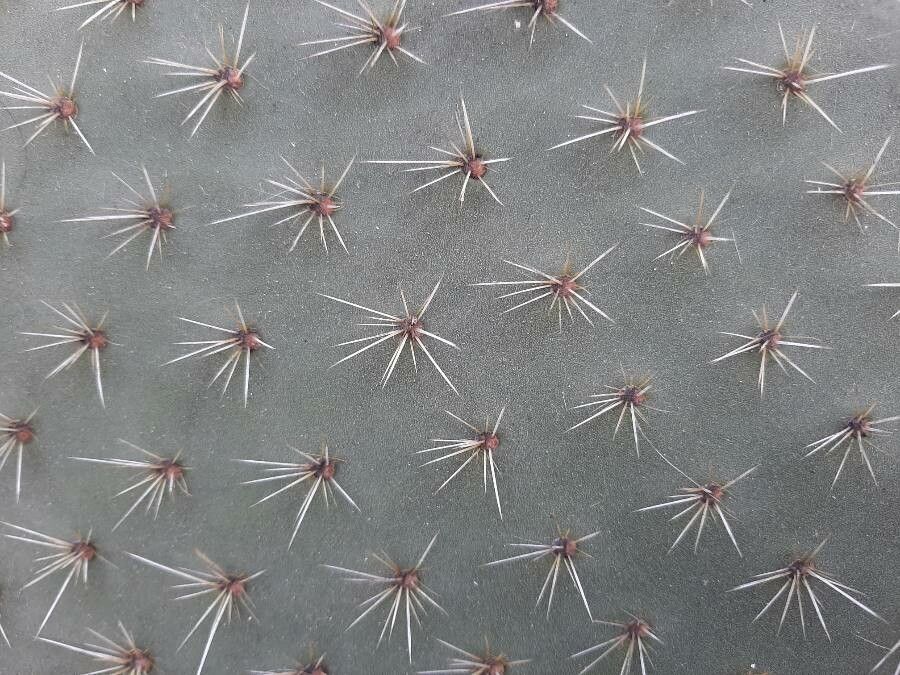 Opuntia leucotricha leaf