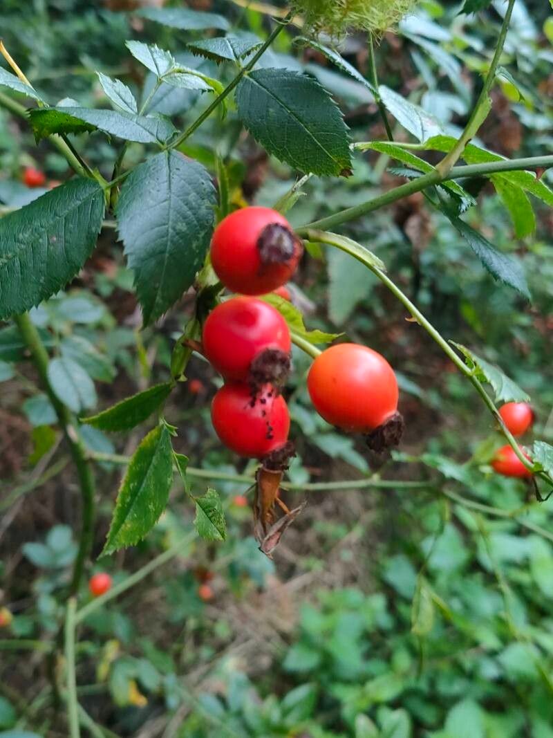Rosa × malmundariensis fruit