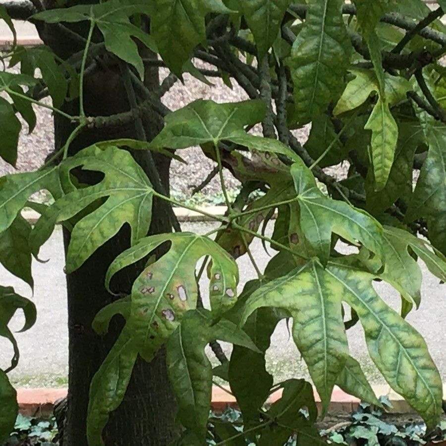 Brachychiton acerifolius leaf