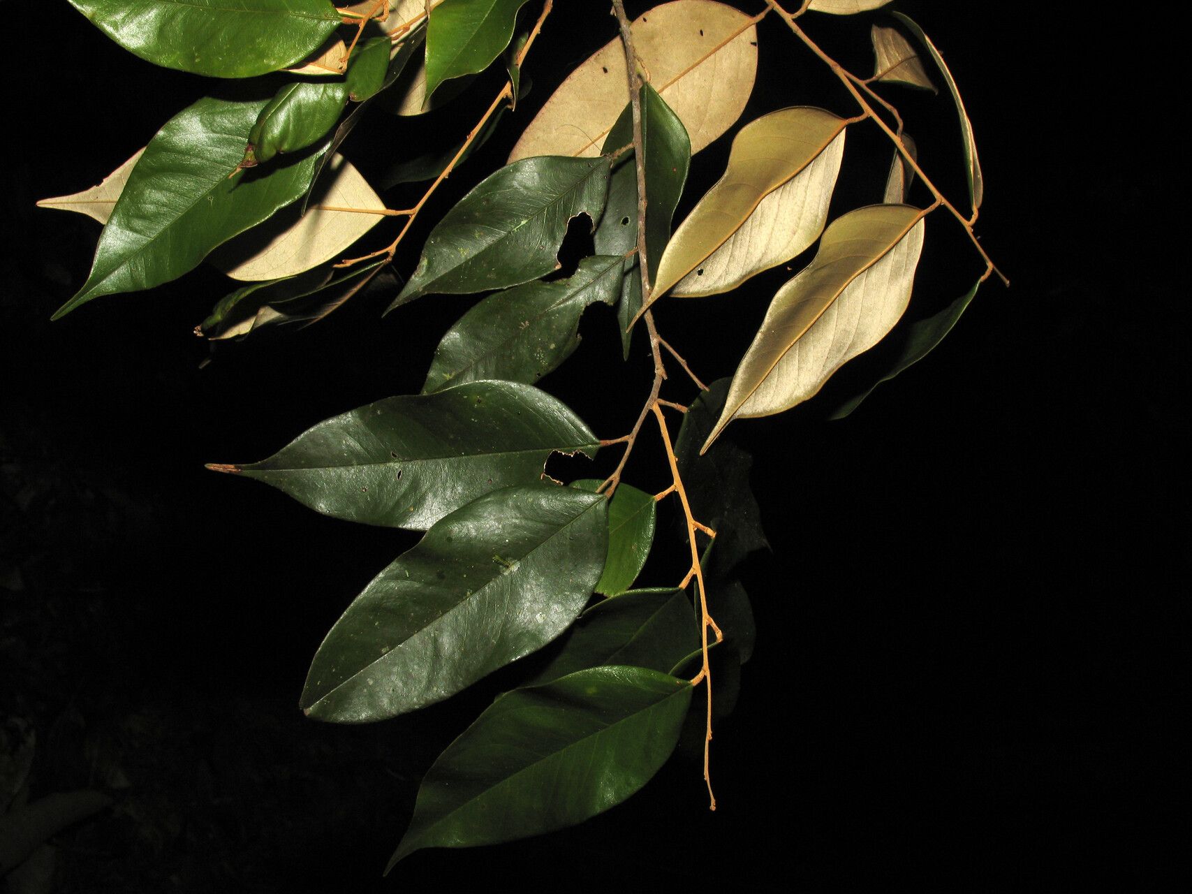 Swartzia peruviana — houseplant care guide