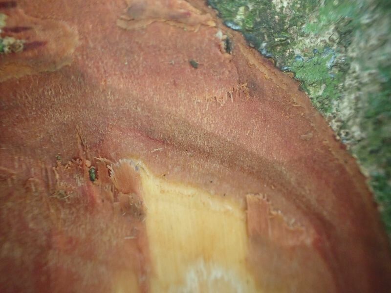 Leonardoxa africana bark