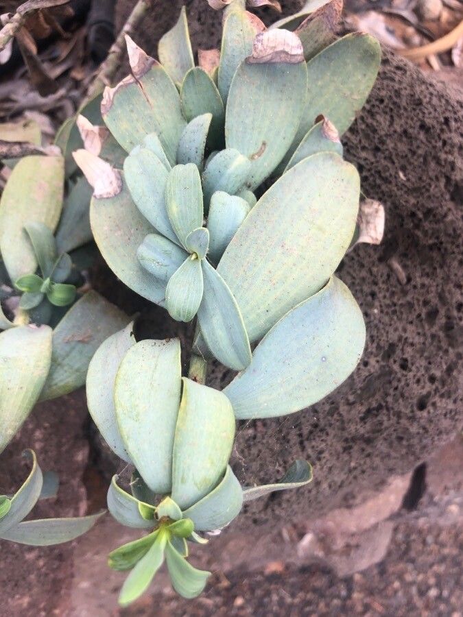 Bupleurum handiense — search result for 'Bupleurum'