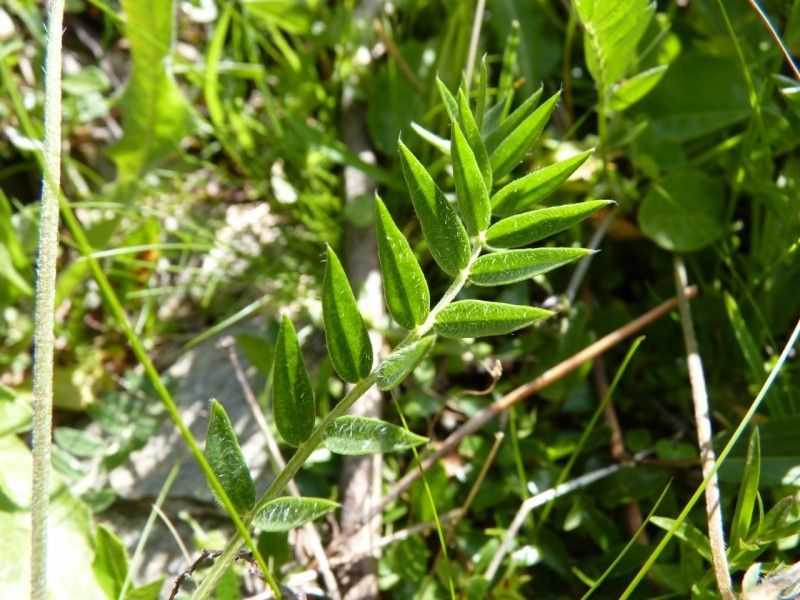 Oxytropis lapponica leaf