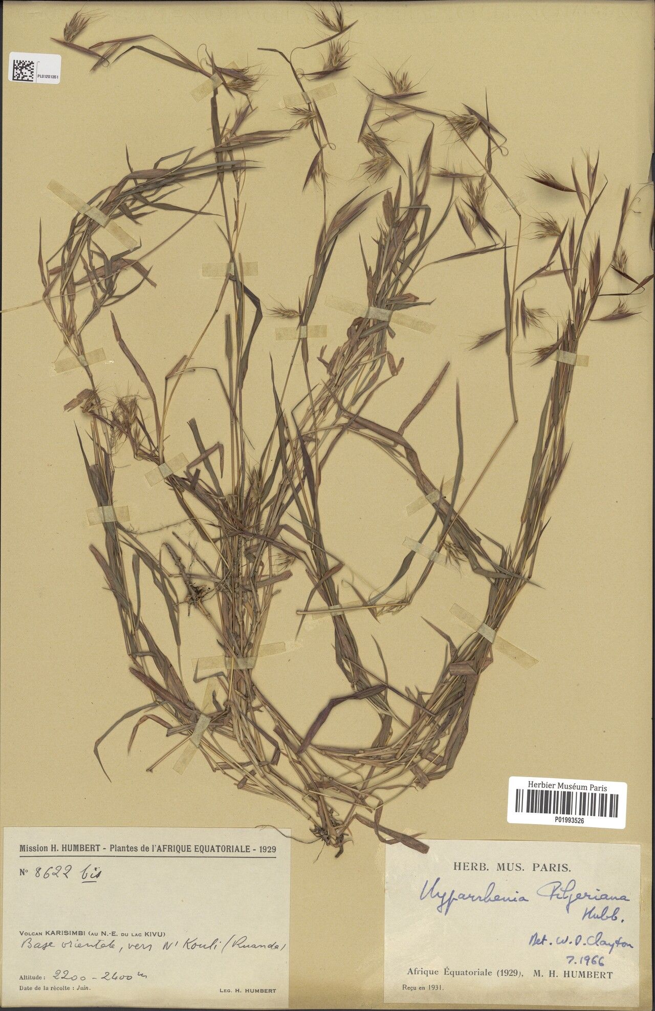 Hyparrhenia pilgeriana — houseplant care guide