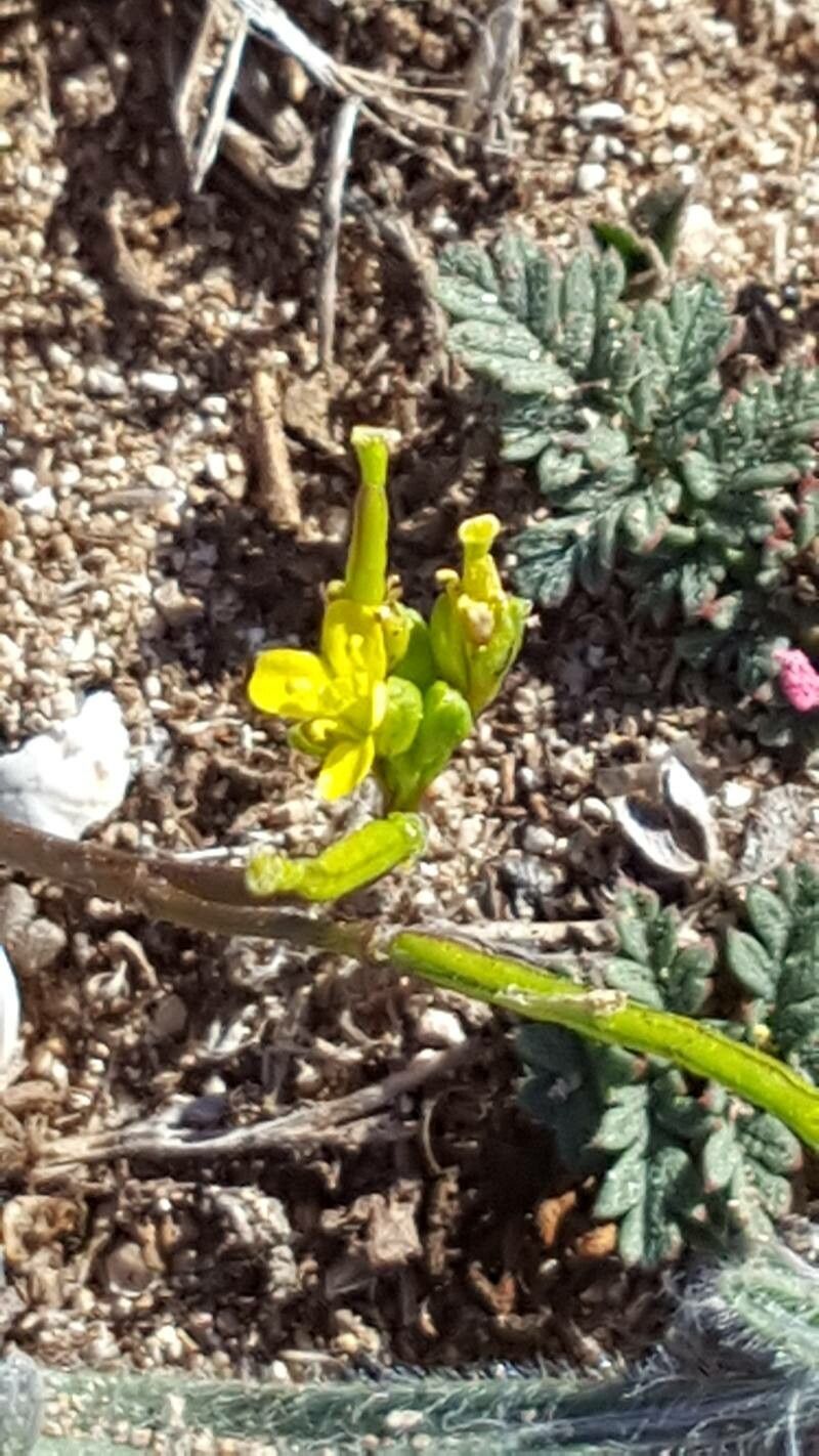 Diplotaxis viminea flower