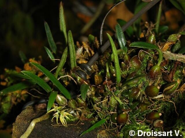 Bulbophyllum pipio habit