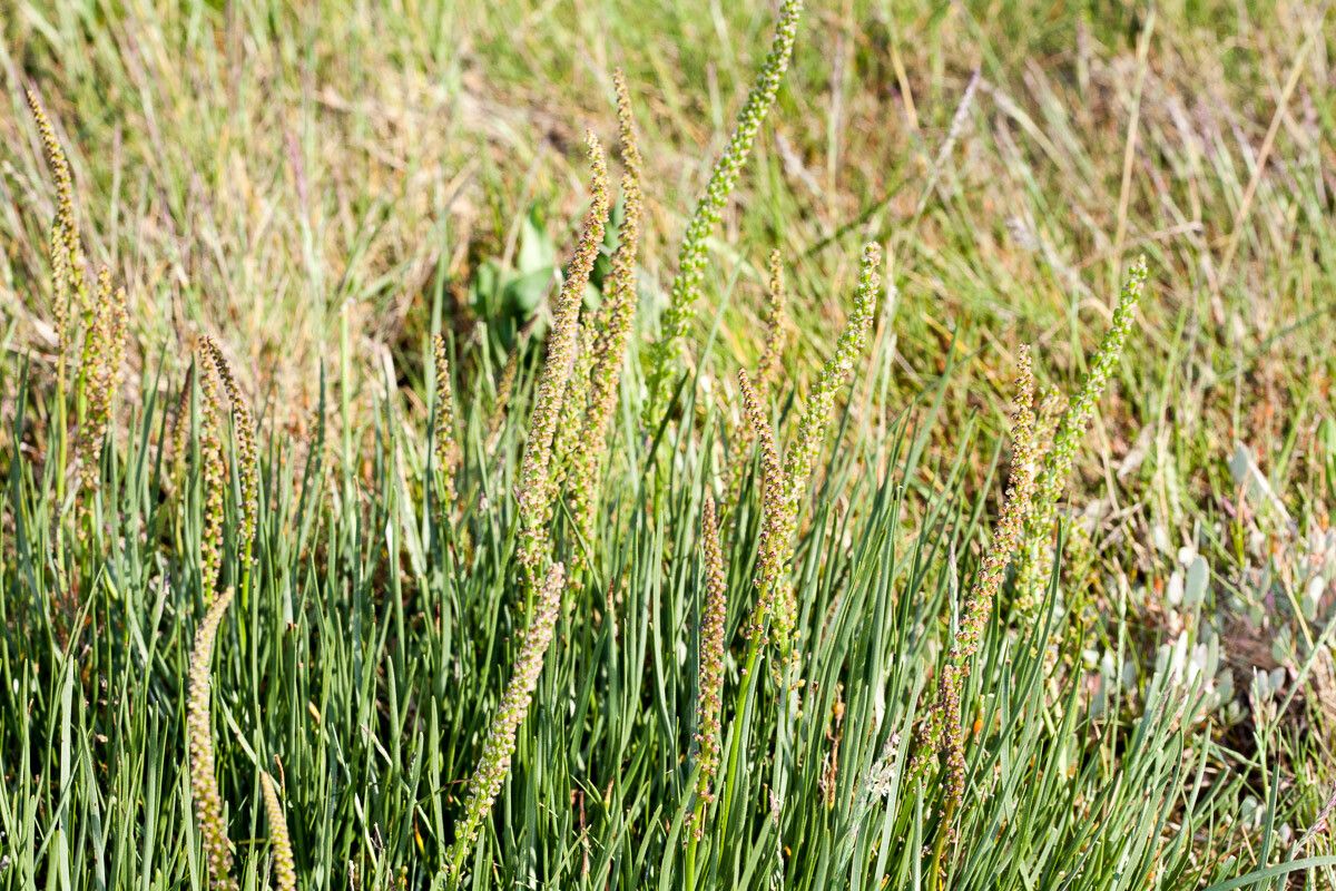Triglochin maritima fruit