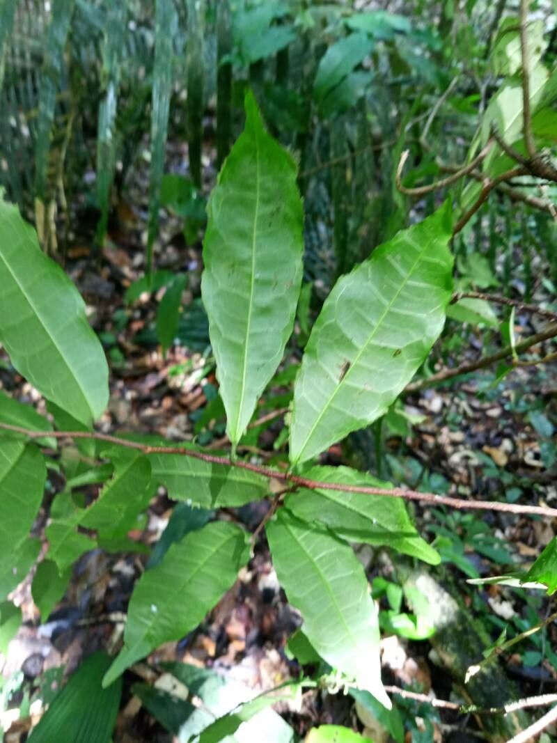 Brosimum oligandrum leaf