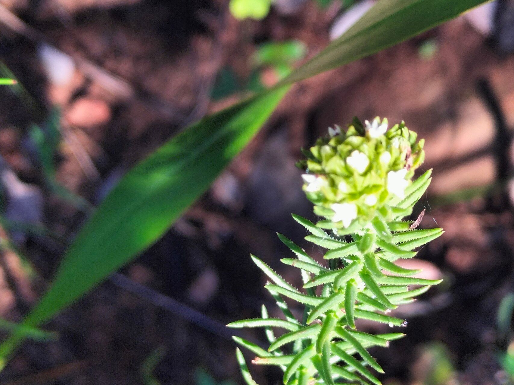 Thesium scabrum flower