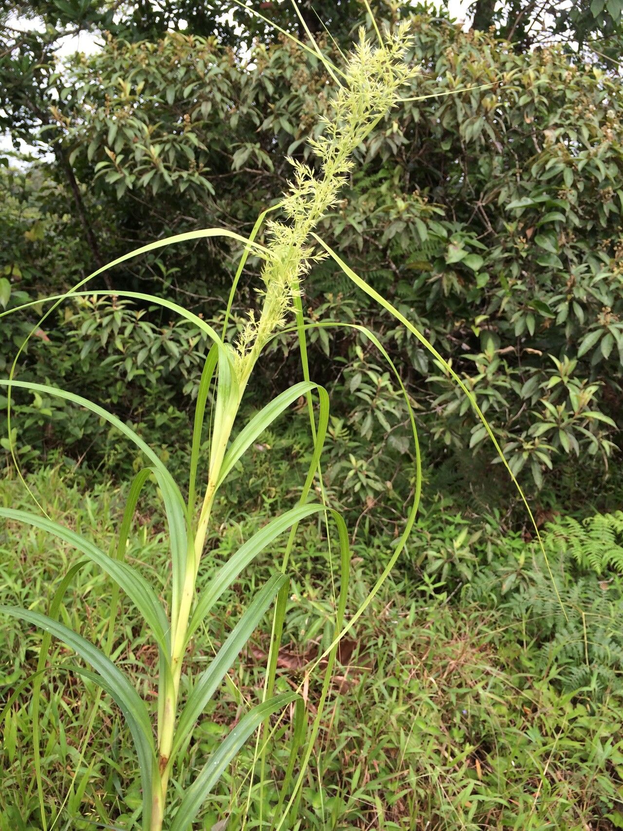 Rhynchospora tuerckheimii — houseplant care guide