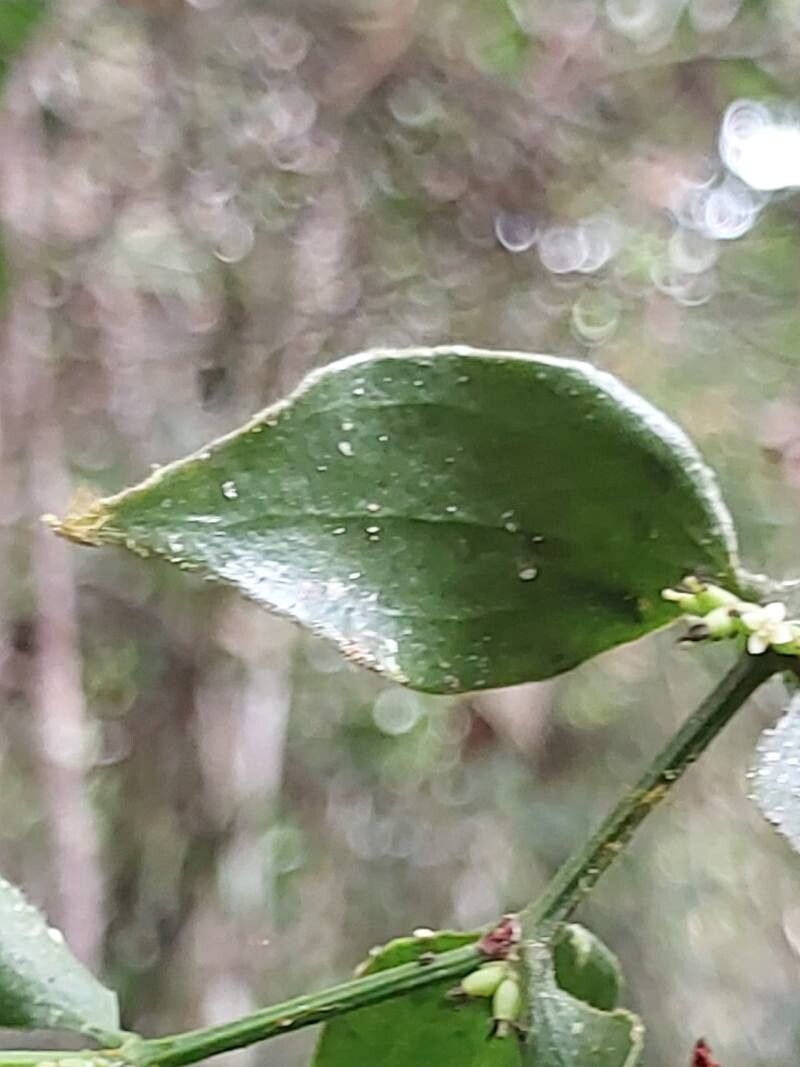 Viscum multicostatum — houseplant care guide