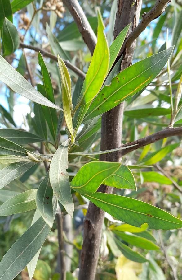 Tessaria integrifolia — houseplant care guide