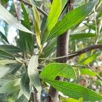 Tessaria integrifolia