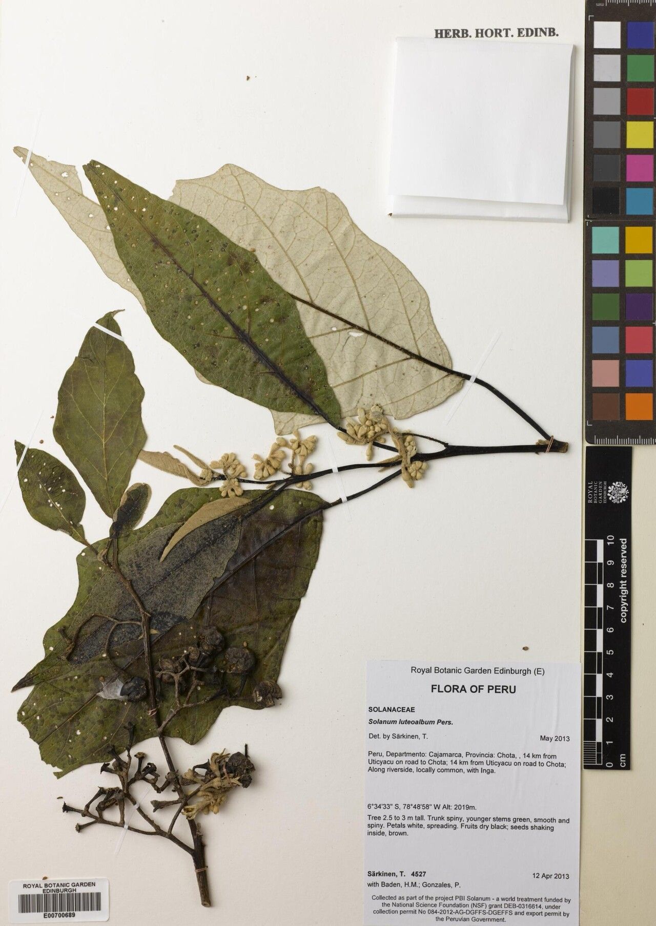 Solanum luteoalbum — houseplant care guide