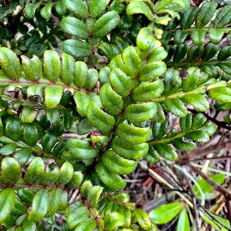 Cunonia pterophylla leaf