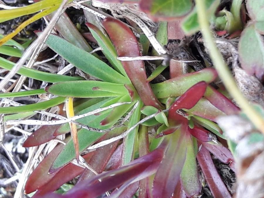 Erigeron neglectus — search result for 'Erigeron'