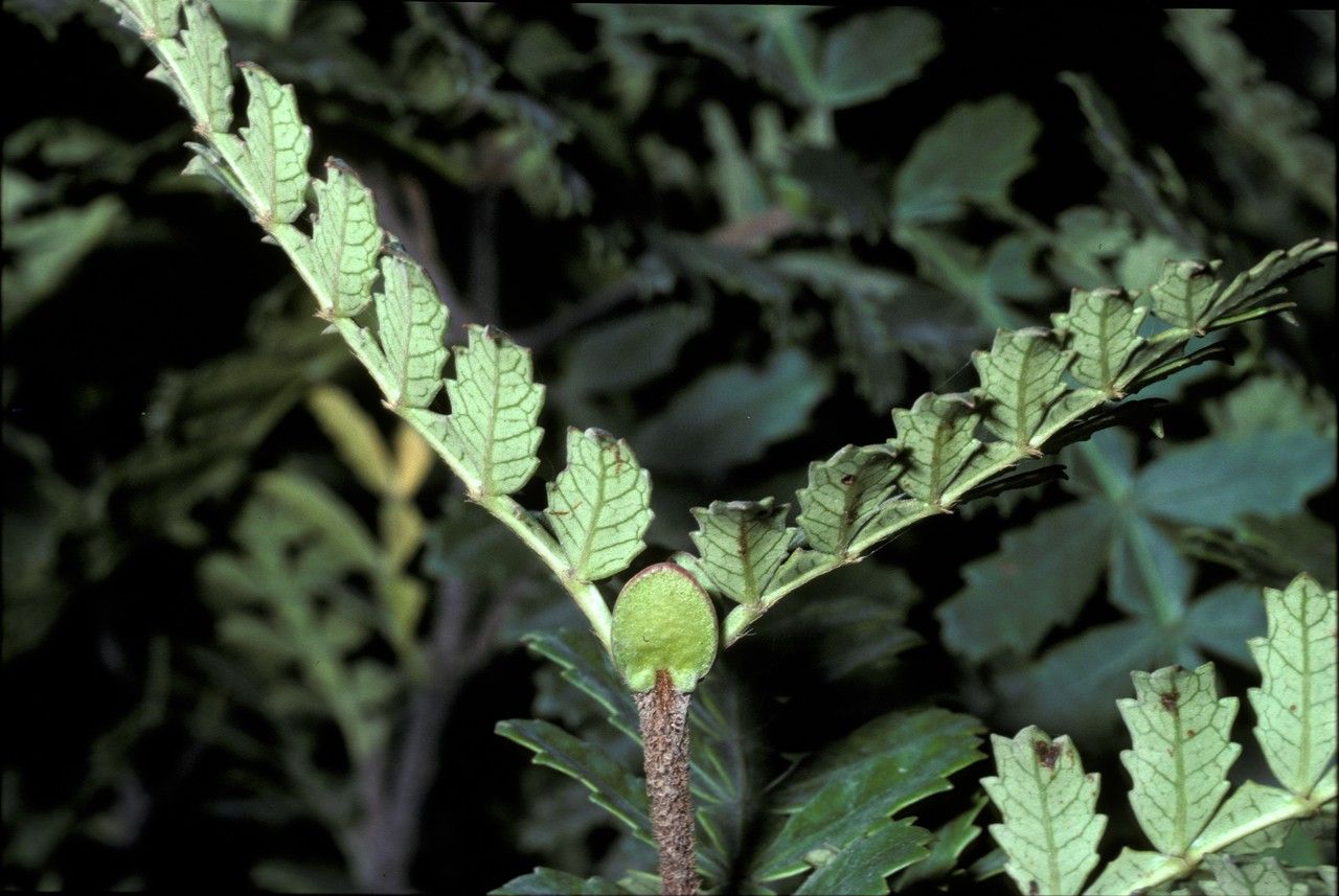 Weinmannia trichosperma bark