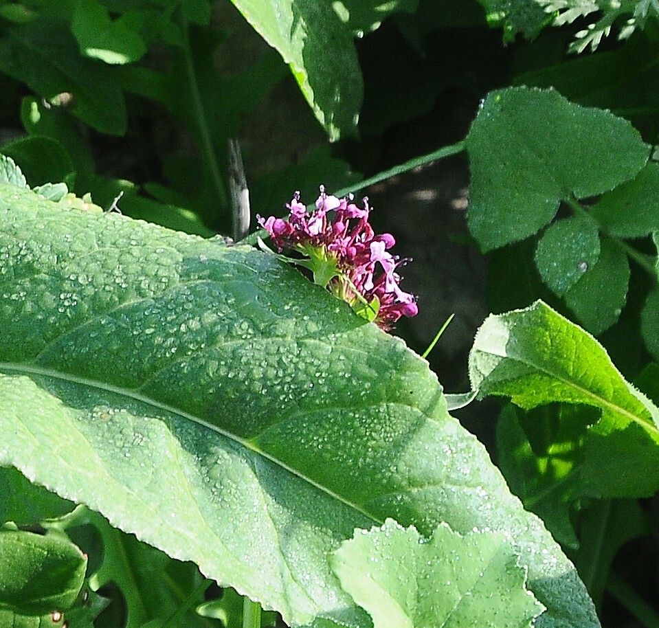 Valeriana cornucopiae — search result for 'Valeriana'