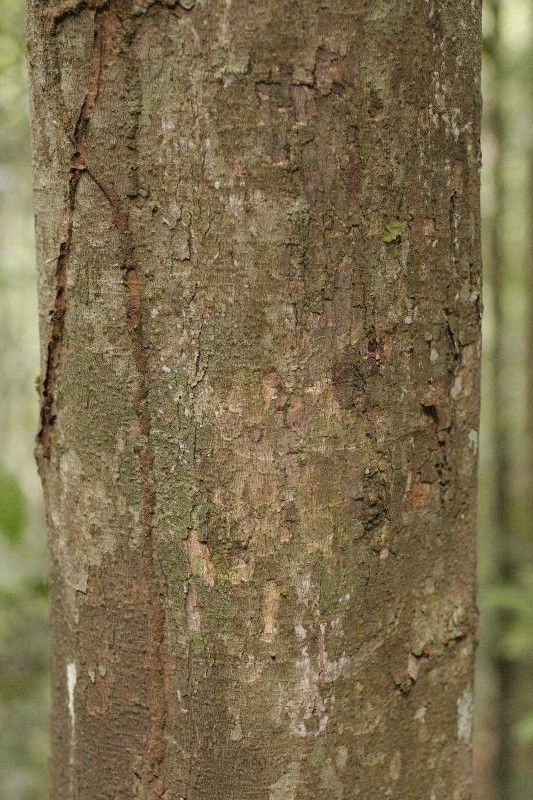 Protium sagotianum bark