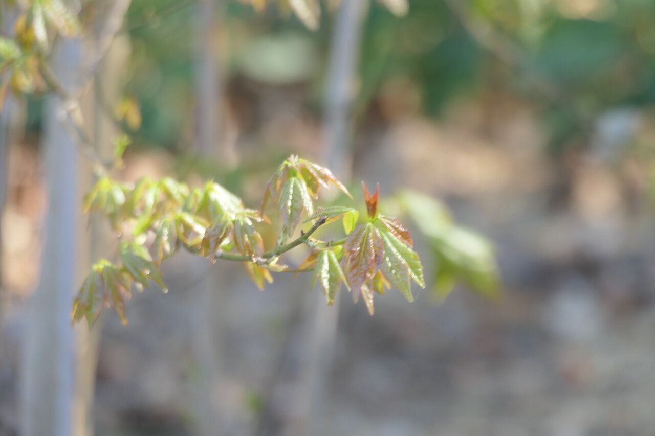 Acer paxii — houseplant care guide