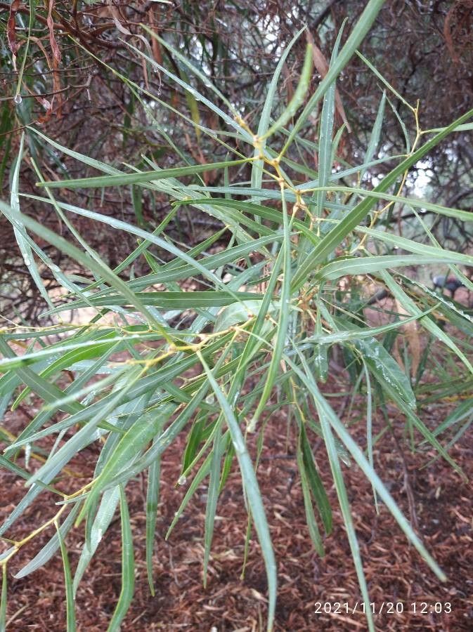 Acacia retinodes leaf