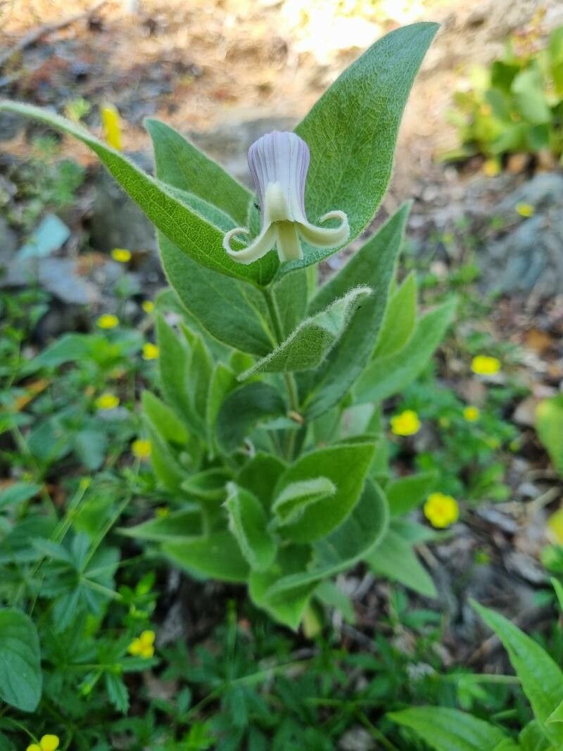 Clematis fremontii — search result for 'Clematis'