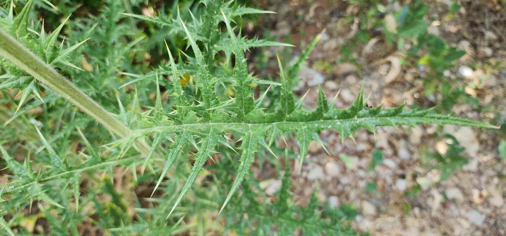 Echinops macrophyllus — search result for 'Echinops'