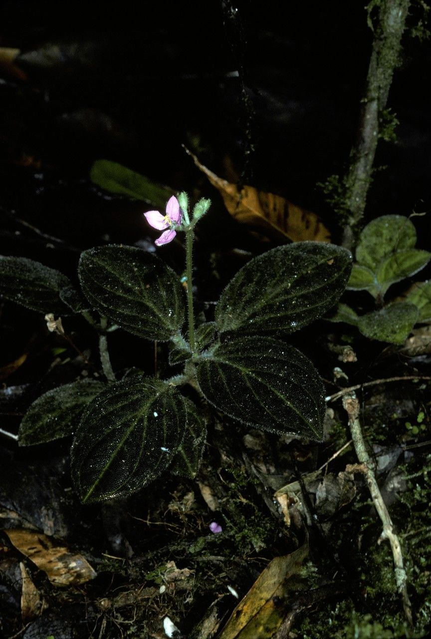 Sonerila hirsuta habit