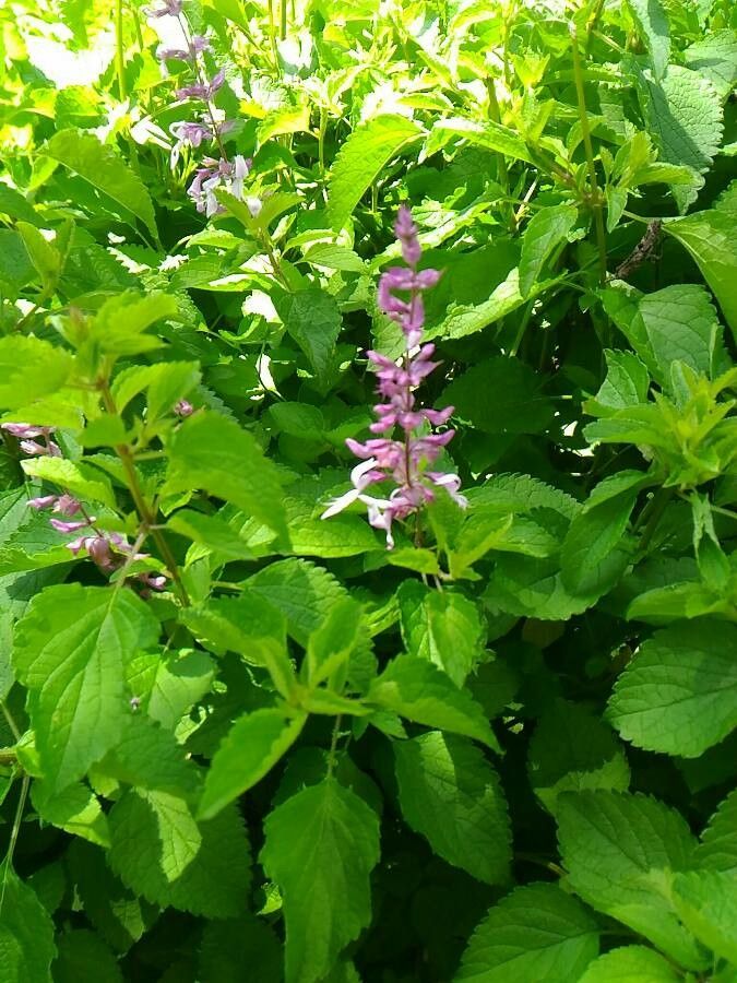 Stachys bullata bark