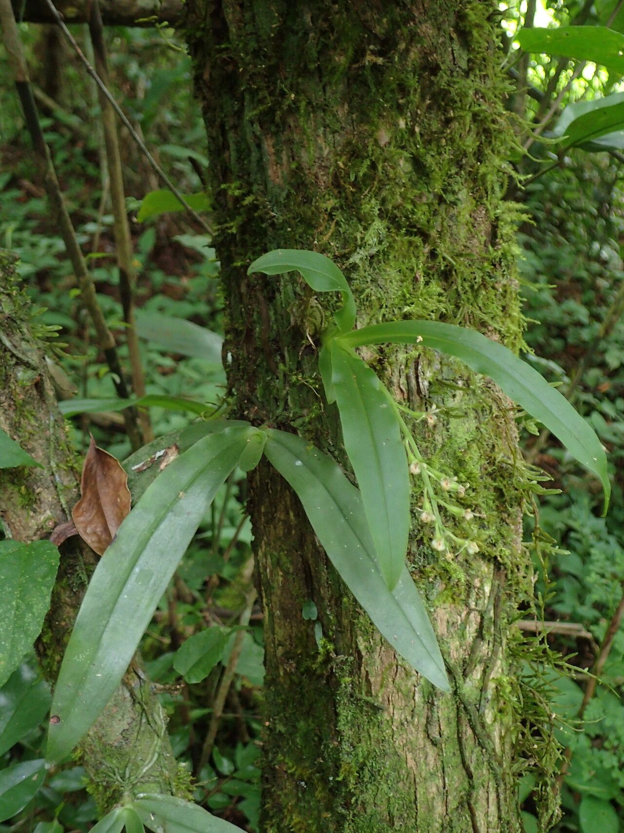 Liparis suborbicularis — houseplant care guide