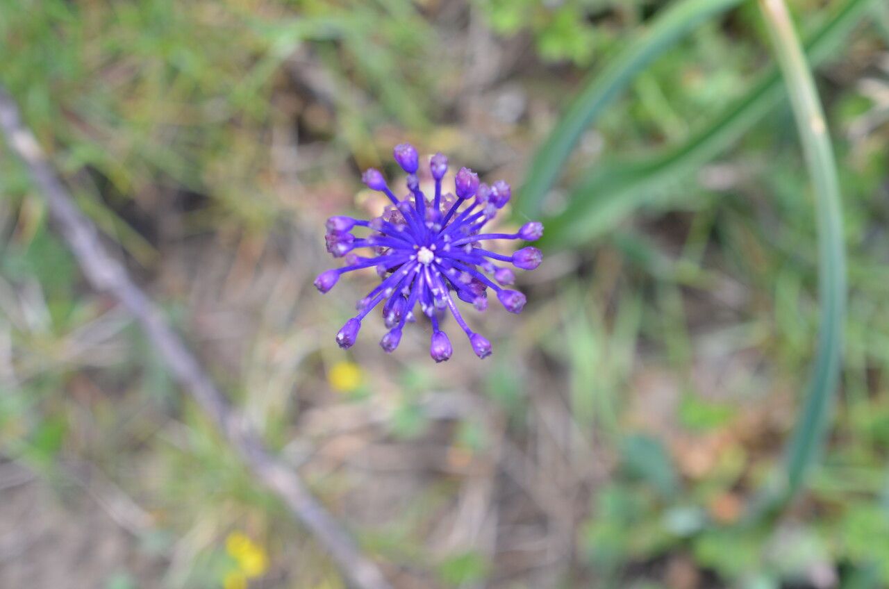 Muscari comosum flower