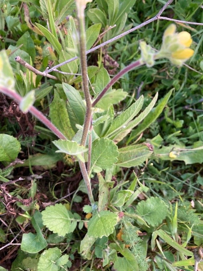 Brassica fruticulosa leaf