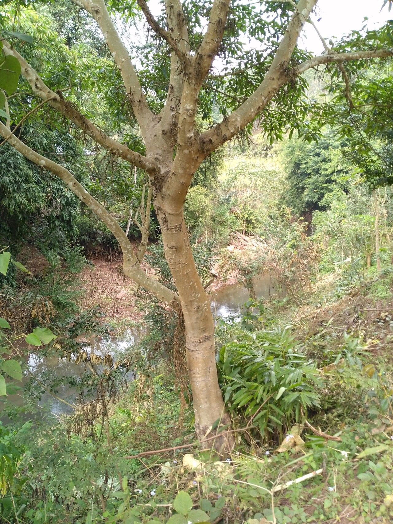 Microcos paniculata habit