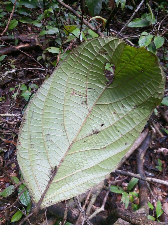 Cordia sprucei — houseplant care guide