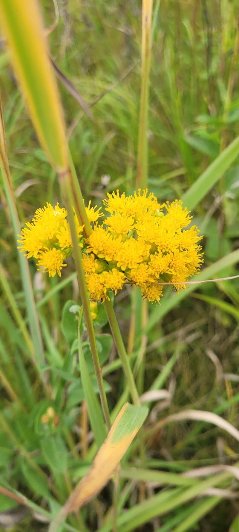 Senecio hydrophilus — search result for 'Senecio'