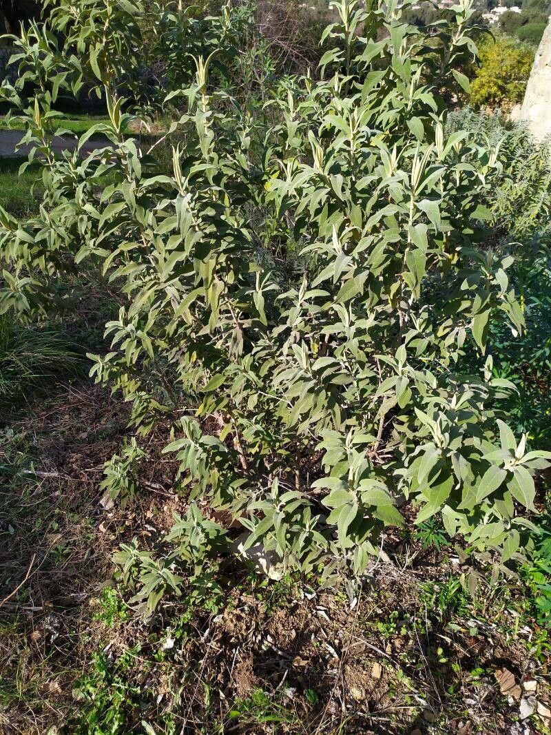 Buddleja myriantha habit