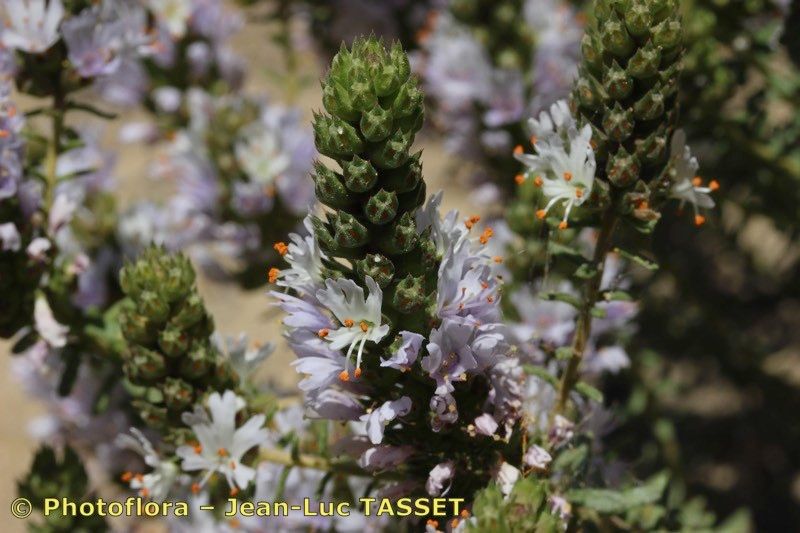 Coris hispanica flower