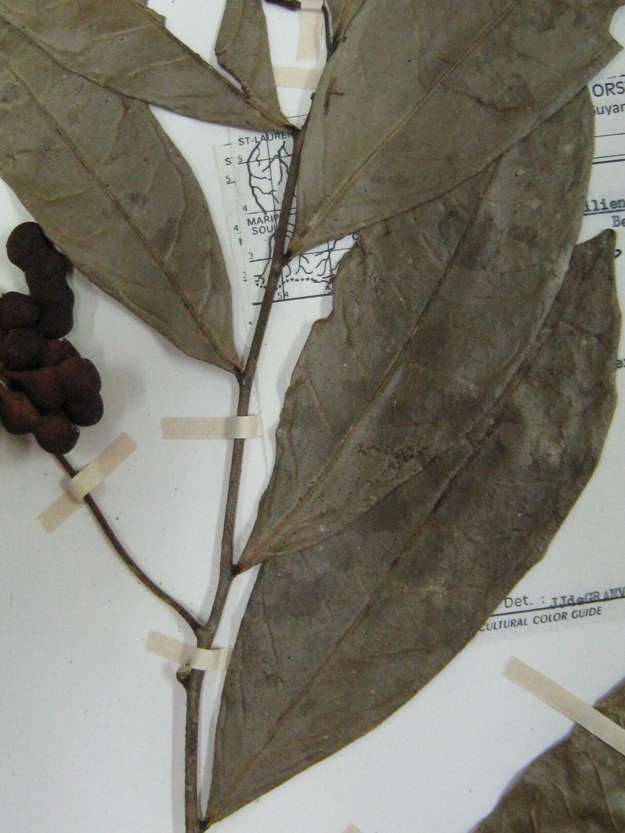 Cymbopetalum brasiliense other